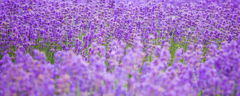 薰衣草种子怎么种 薰衣草种子怎么种适合什么时间种