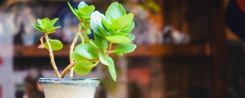 八方来财树的养殖方法和注意事项（鸭掌木的养殖方法和注意事项）