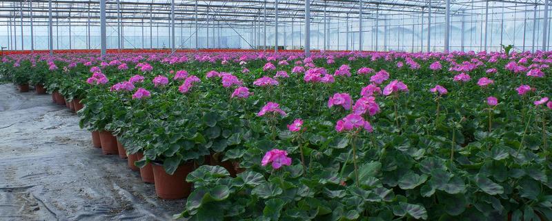 盆花脱水如何挽救，花盆脱盆方法 花盆怎么脱盆