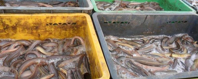 泥鳅木箱养殖技术，饲养管理 室内泥鳅养殖用什么箱