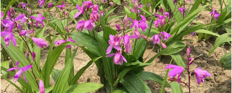 白芨种植效益分析，附种植风险（白芨种植成本及效益）