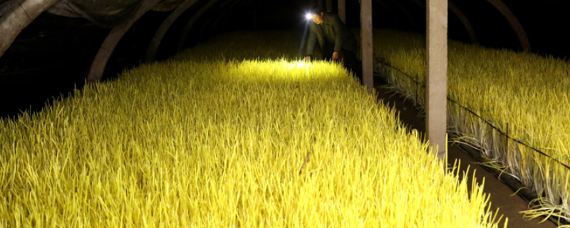 蒜黄无土栽培技术，附蒜黄种植设施建设及播种技术