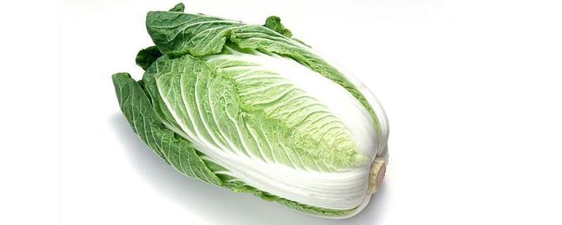 有机大白菜在早秋时期的种植方法 有机大白菜在早秋时期的种植方法是什么