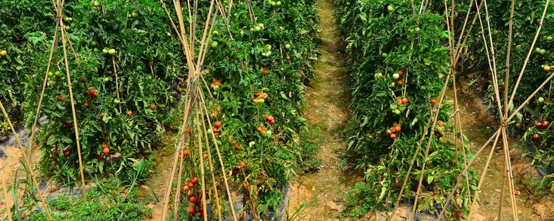 蕃茄的种植管理，有哪些技术要点（番茄的栽培要点）