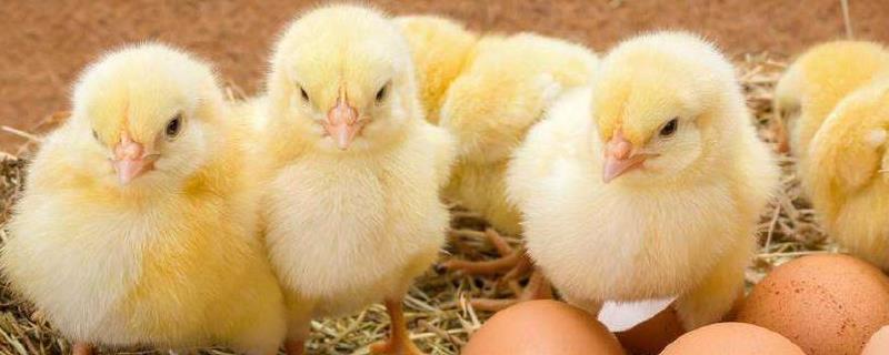 蛋鸡苗育雏技术，环境温度怎么选（蛋雏鸡的温度与管理）