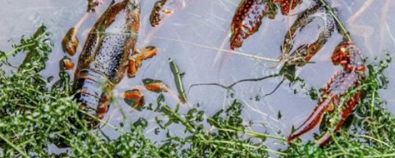 龙虾池水草种植技术，附品种的选择（小龙虾水草栽培技术）