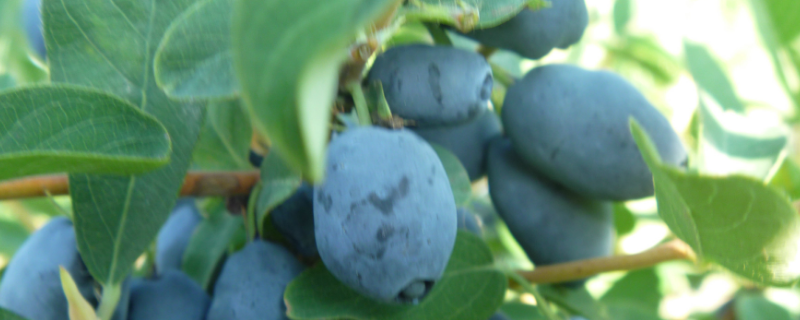 蓝靛果结果需要几年，附种植方法（蓝靛果如何种植?几年可以结果?）
