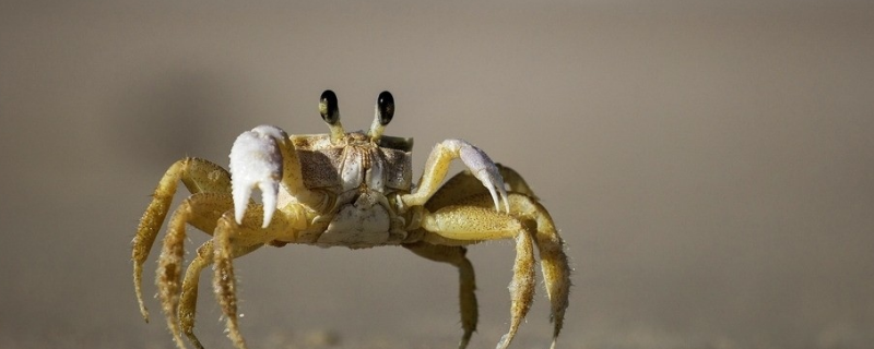 小螃蟹该如何养活，小螃蟹怎么吃 小螃蟹怎么养吃什么