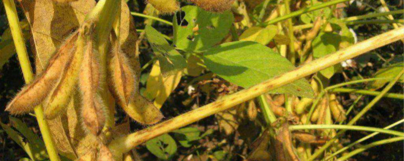 大豆除草剂种类 大豆除草剂种类