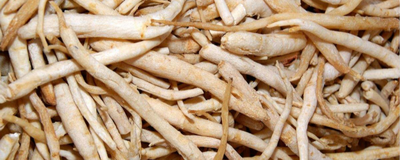 沙参种植技术及亩收益