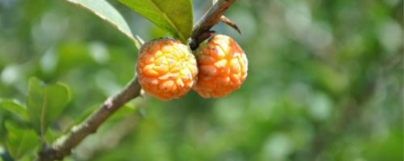 荔枝蝽象药用价值