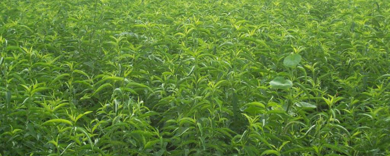 桃树育苗时间和方法 桃树育苗时间和方法