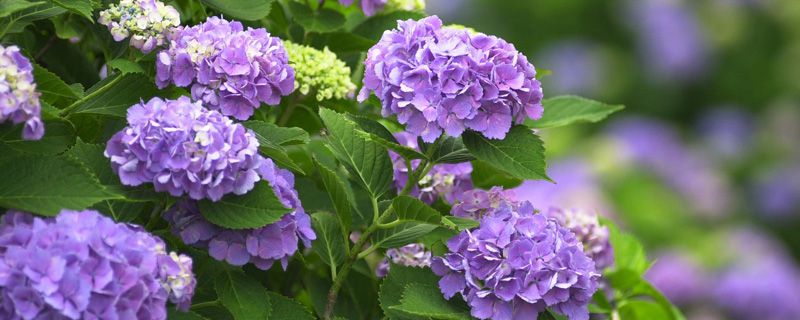 万华镜绣球养殖方法