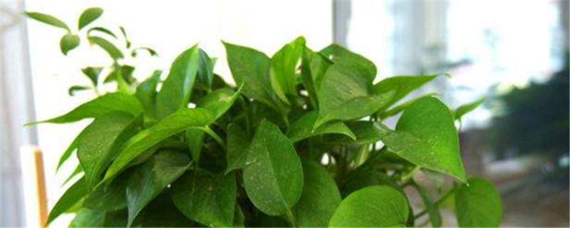 自动吸水绿萝养殖方法