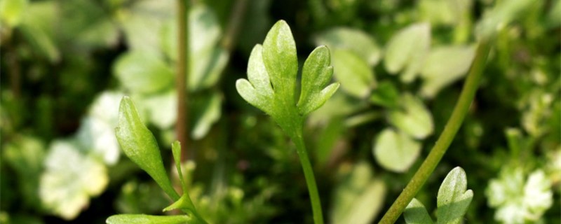 猫爪草种植及亩收益 猫爪草亩产效益