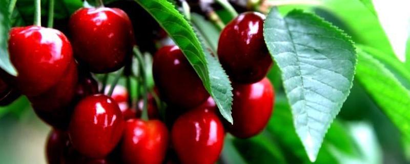 南方可种植的樱桃品种有哪些 南方可种植的樱桃品种有哪些