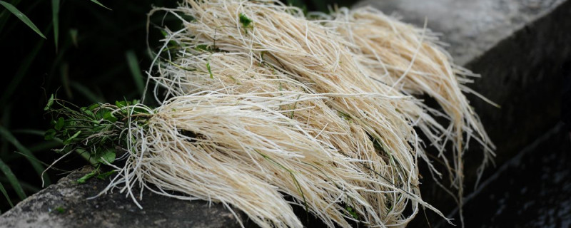 丝线根的种植方法 丝线根植物图片