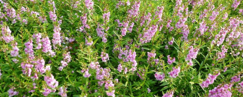 香彩雀的养殖方法