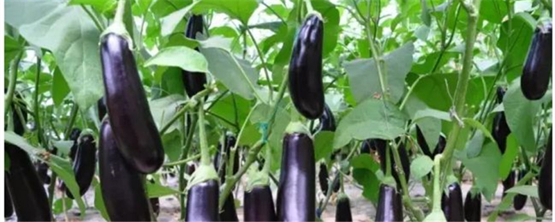 茄子施肥时间及方法