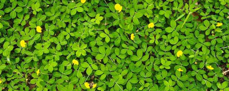 花生苗后除草剂什么时候打