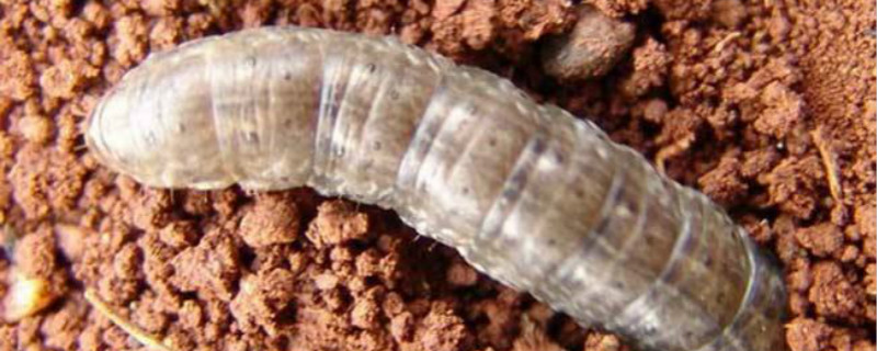 地老虎用什么农药防治 地老虎用什么农药防治