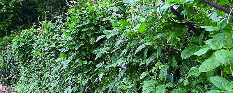 豆角长虫不用农药如何处理