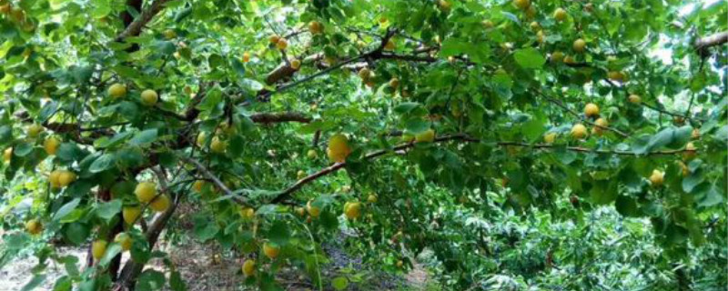 杏树嫁接时间和方法