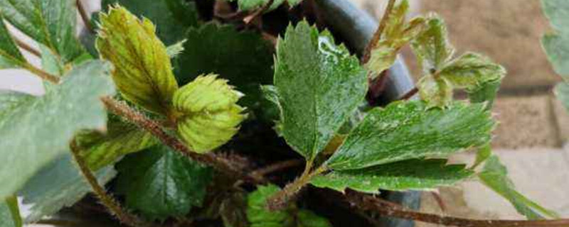 草莓只长藤不开花 草莓只长藤不开花