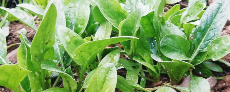 夏菠菜的栽培技术 夏菠菜的栽培技术