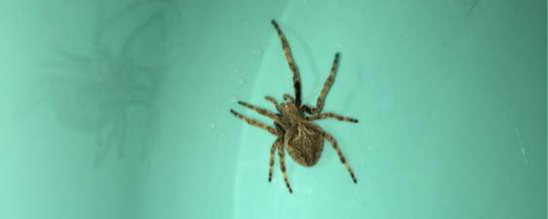 大腹园蛛有毒吗 大腹园蛛有毒吗