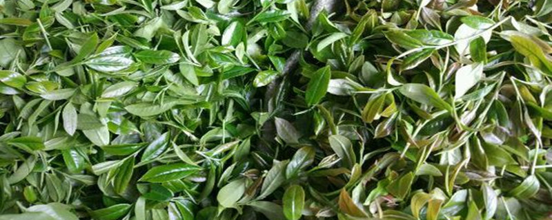 八仙茶属于什么茶 乌崠八仙茶属于什么茶