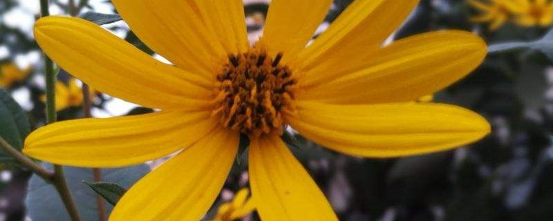 洋姜几月份成熟可以采收