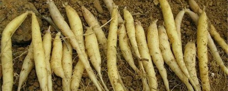 太子参高产量种植技术 太子参高产量种植技术