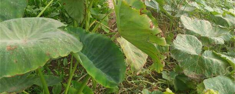 芋头冻了还可以食用么