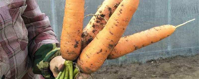 胡萝卜软了还能吃吗