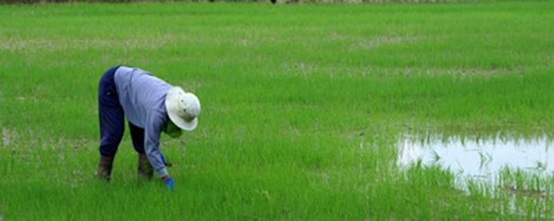 化学防治生物防治区别 化学防治生物防治区别高中生物