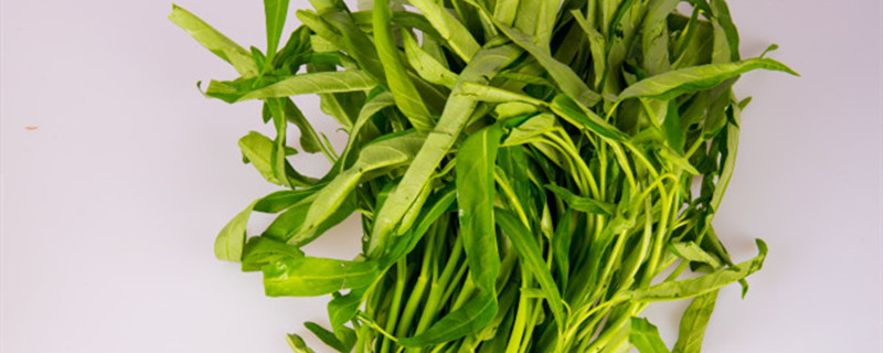 空心菜种植间距多少