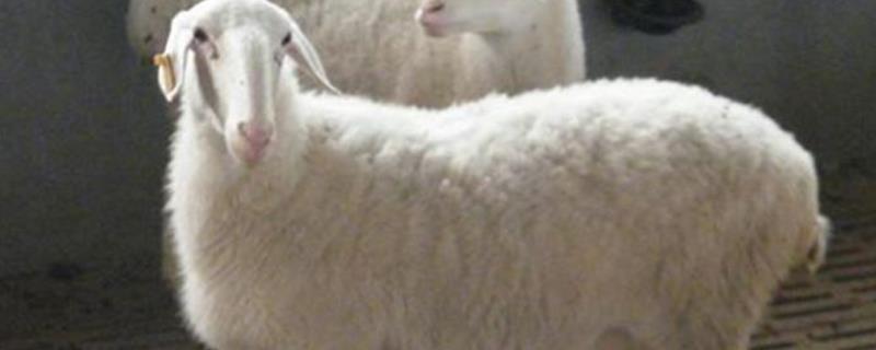 湖羊养殖技术，性成熟时间较早（湖羊的繁殖率）