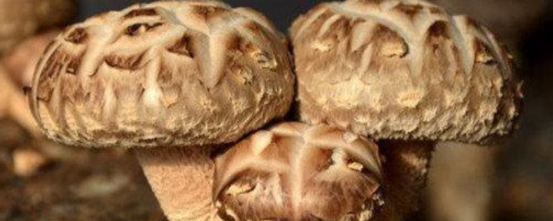 香菇有什么种植方法，这八点是关键 香菇的种植与栽培技术
