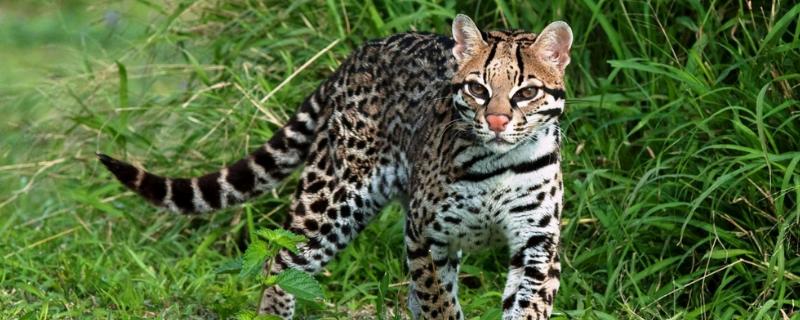 豹猫是几级保护动物，以及它的特征（豹猫是几级保护动物,以及它的特征是什么）