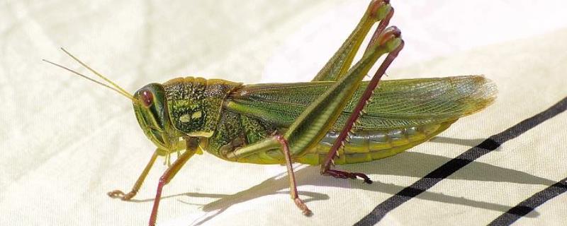 蝗虫种类介绍，不同种类各具特点 蝗虫的幼虫类型属于