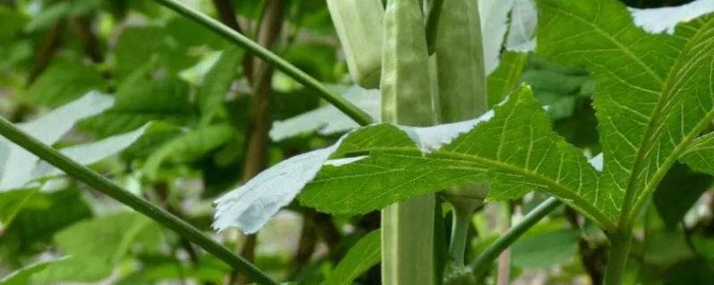 黄秋葵种植技术，种植前施足底肥 黄秋葵栽培技术要点
