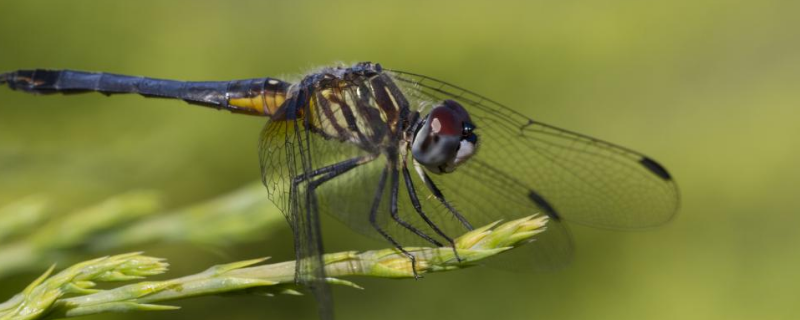 蜻蜓的繁殖方式，蜻蜓为什么点水（蜻蜓点水是因为蜻蜓在产卵）