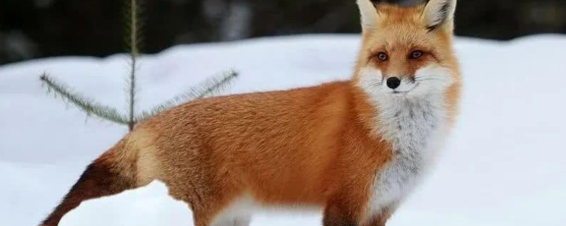 红狐是一种什么样的生物 红狐是什么动物