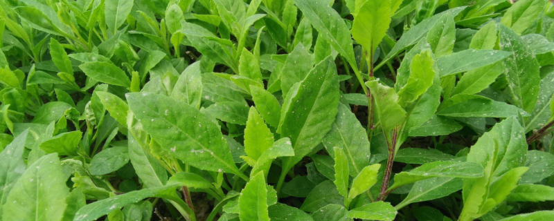 什么是降糖草，有什么食用的方法 降糖草的作用