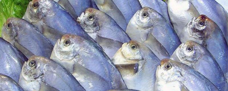 平鱼和鲳鱼有什么不同，平鱼的做法 平鱼和鲳鱼的区别图片