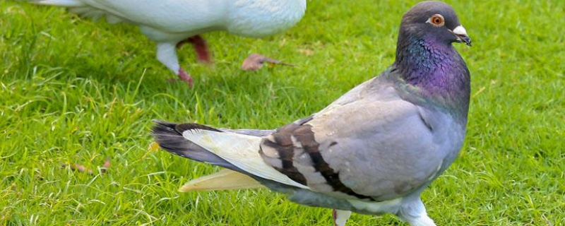 鸽子的繁殖方式，这三个时期很关键 鸽子的繁殖季节
