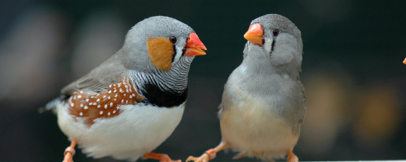 珍珠鸟的过冬方式，珍珠鸟养殖有什么注意事项