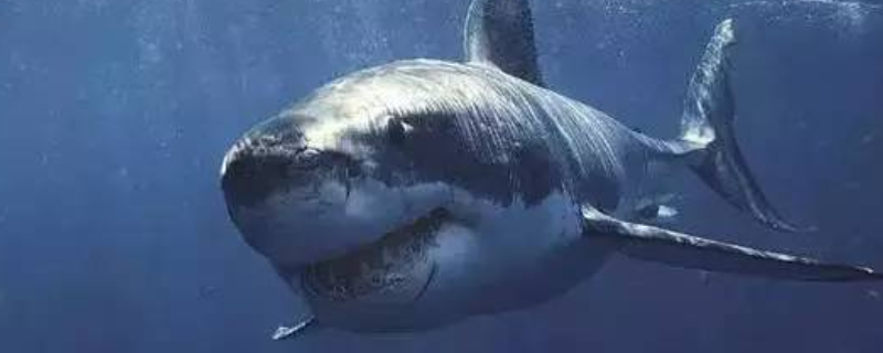 格陵兰鲨有什么天敌，寿命有多长（格陵兰鲨有天敌吗）
