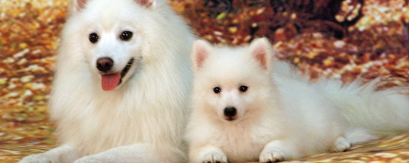 银狐犬和萨摩耶的区别，注意区分体型、嘴巴和眼睛等